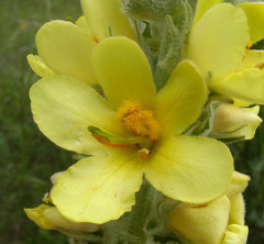 Verbascum ovalifolium