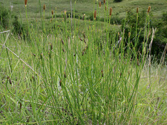 Equisetum ramosissimum