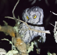 Megascops trichopsis