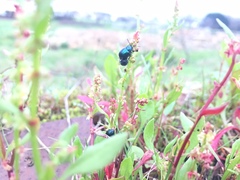 Gastrophysa janthina