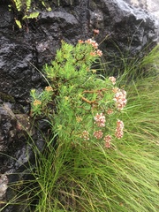 Crassula sarcocaulis