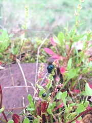 Gastrophysa janthina