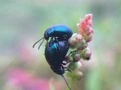 Gastrophysa janthina