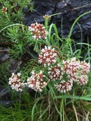 Crassula sarcocaulis