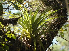 Tillandsia parryi