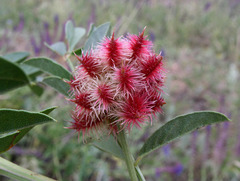Glycyrrhiza echinata