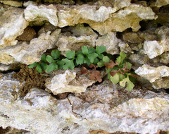 Asplenium ruta-muraria