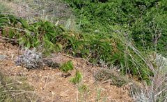 Parthenocissus inserta