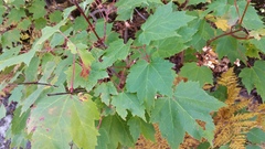 Acer rubrum image