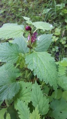 Lamium orvala