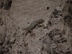 Sceloporus serrifer