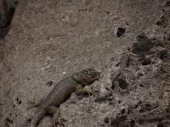 Sceloporus serrifer