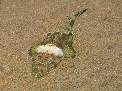Cymbacephalus