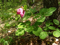 Paeonia caucasica
