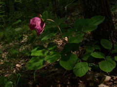 Paeonia caucasica