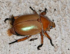 Anoplognathus viriditarsis