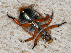 Anoplognathus viriditarsis