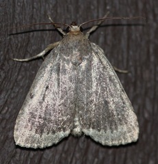 Amphipyra glabella