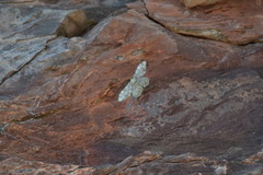 Idaea contiguaria