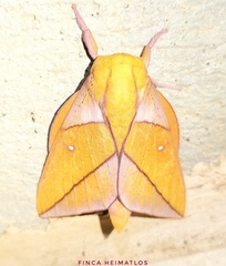 Adeloneivaia