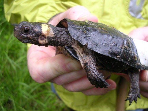Bog Turtle