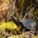 Bog Turtle - Photo (c) Patrick Randall, some rights reserved (CC BY-NC-SA)