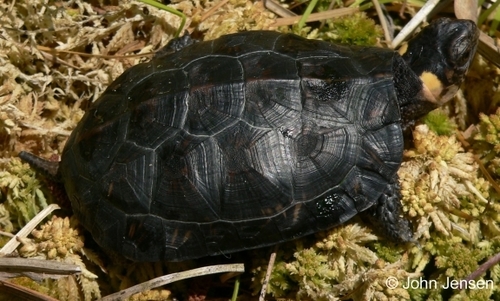 Bog Turtle