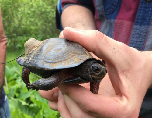 Bog Turtle