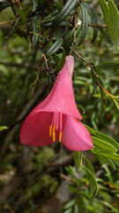 Philesia magellanica