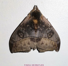 Hylesia annulata