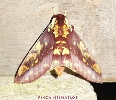 Citheronia phoronea