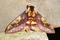 Citheronia phoronea