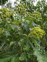 Heteromorpha arborescens abyssinica
