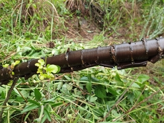 Heteromorpha arborescens abyssinica