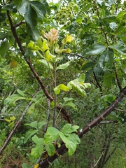 Heteromorpha arborescens abyssinica