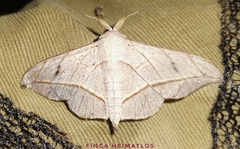 Bedosia fraterna