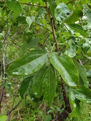 Heteromorpha arborescens abyssinica