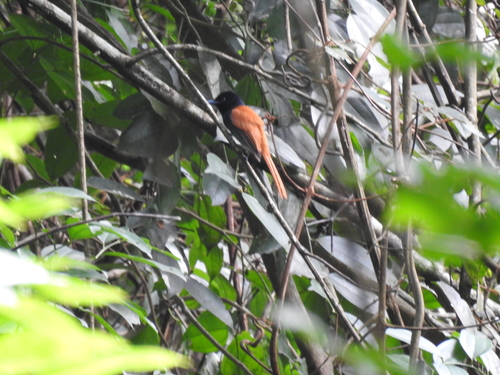 iNaturalist image
