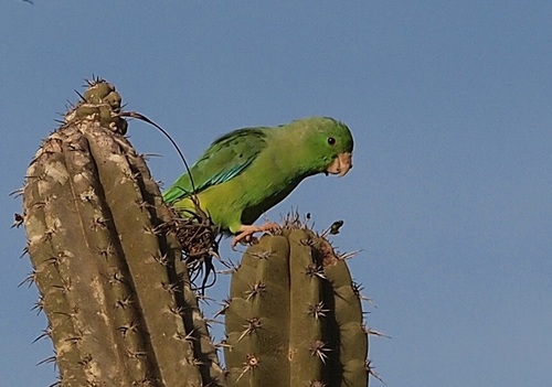 Green-rumped Parrotlet