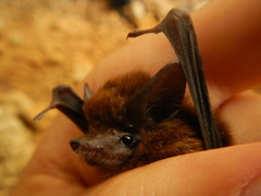 Peropteryx macrotis