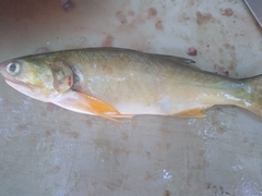 Polydactylus opercularis