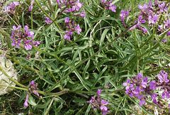Erysimum violascens