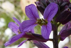 Erysimum violascens