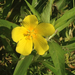 Water Primrose - Photo (c) Liam O'Brien, some rights reserved (CC BY-NC), uploaded by Liam O'Brien