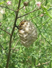 Polistes mongolicus