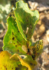 Polistes mongolicus