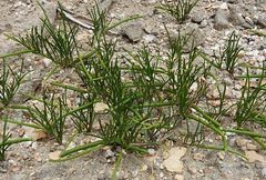 Leptaleum filifolium