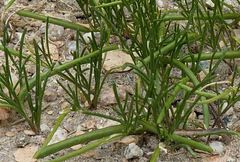 Leptaleum filifolium