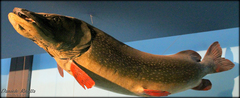 Esox cisalpinus