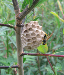 Polistes mongolicus